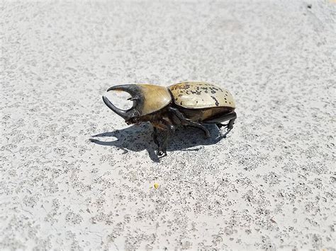 186 Hercules Beetle Photos Pictures And Background Images For Free