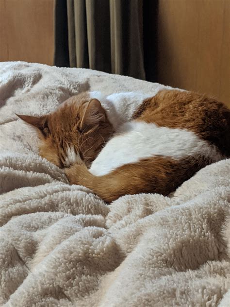 heart murmur in cats 2