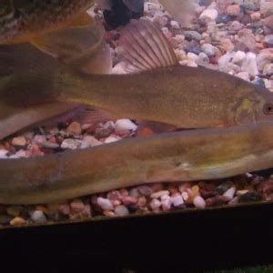 European eel - Facts, Diet, Habitat & Pictures on Animalia.bio
