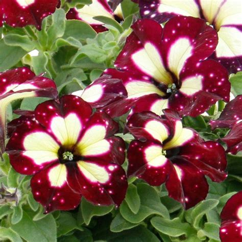 Петуния «Звёздное небо» — удивительные сорта и их изменчивая окраска ...