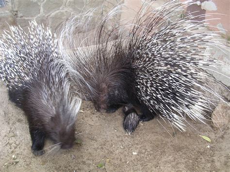 IMÁGENES Y FOTOS DE ANIMALES: Puerco Espin