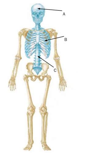 Axial Skeleton Flashcards Quizlet