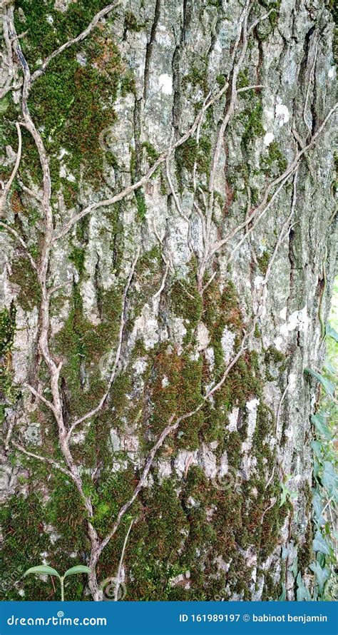 Structured Shapes Of Natural Living Tree Trunk Stock Image Image Of