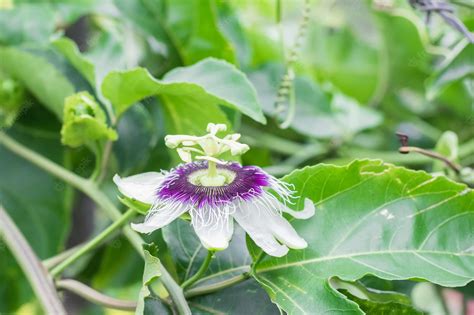 Passiflora Edulis Rboles Frutales