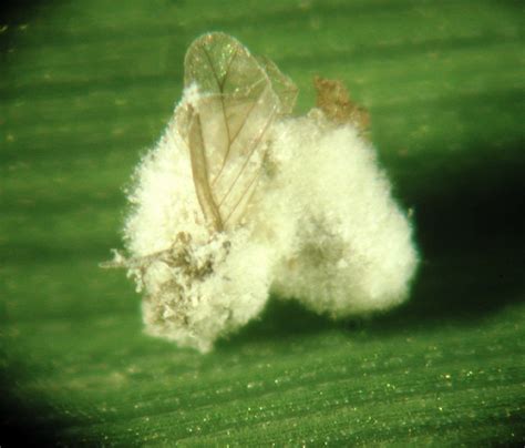 Insecticide Formulations In Indore कीटनाशक निरूपण इंदौर Madhya