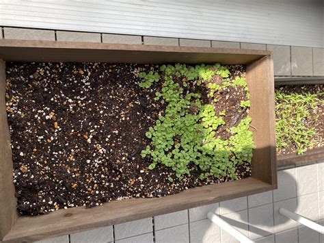 I think I planted Basel seeds to close to each other. Should I let them