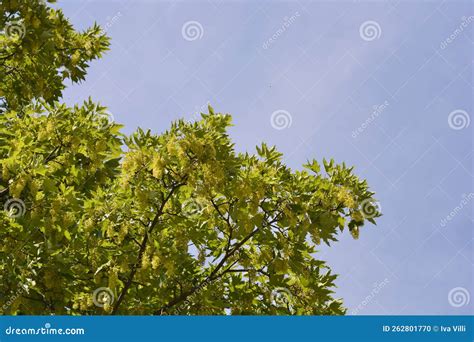 Common Sycamore Stock Photo Image Of Flower Sycamore 262801770