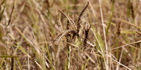 Finger Millet Plant