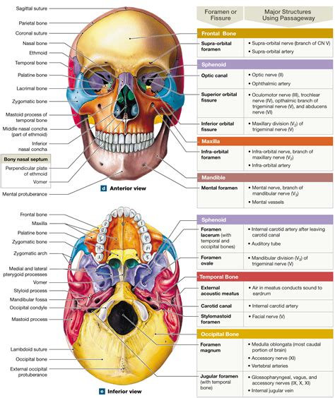 cranial bones anatomy  skull skeleton medical division