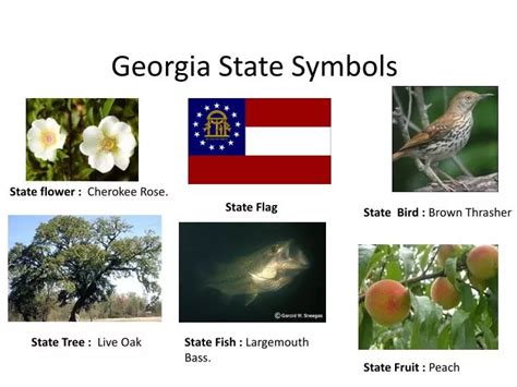 Ppt Georgia State Symbols Powerpoint Presentation Free Download Id