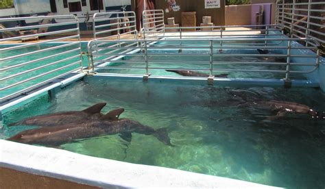 Swimming With Captive Dolphins | Dolphin Project