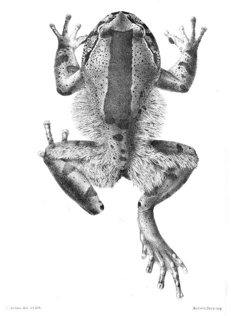 Волосатая лягушка | Пикабу