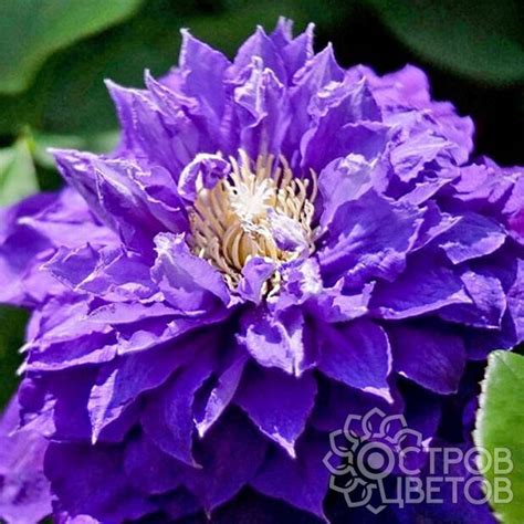 Клематис Бьюти оф Ворчестер - купить саженцы Clematis Beauty of ...