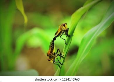 Insect Doing Sex Royalty Free Images Stock Photos Pictures Shutterstock