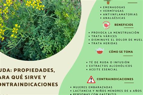 Guía completa de cuidados para una planta de ruda eco360