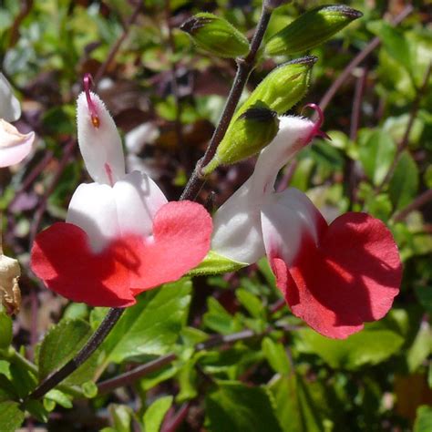 Salvia Hot Lips Cactus Jungle