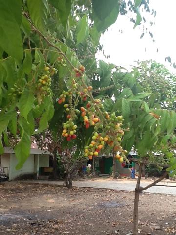 kakalayu klayu pilayu kalalyu wasaka satu