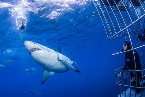10 great white shark facts - Nautilus Liveaboards