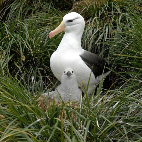 Albatross headquarters agreement comes into force — Australian Antarctic Program (News 2008)