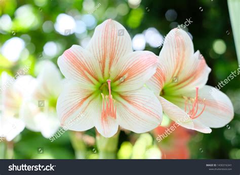 71 Hippeastrum Mix Images Stock Photos And Vectors Shutterstock