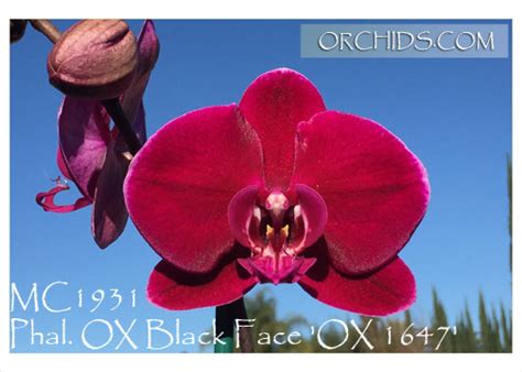 Phal. OX Black Face 'OX 1647' AM/AOS (OX Queen x OX Spot Queen ...