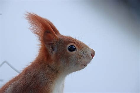 Eichhörnchen Tier Nagetier Kostenloses Foto auf Pixabay Pixabay