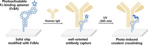 Covalent And Oriented Immobilization Of Antibodies Through Systematic