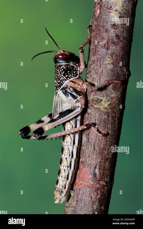 Desert Locust Schistocerca Gregaria Stock Photo Alamy