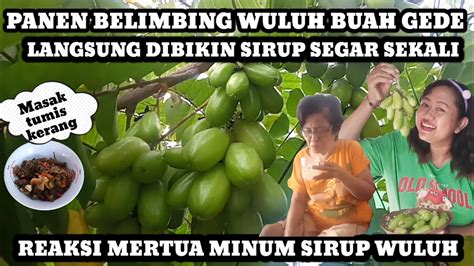 Panen Belimbing Wuluh Buah Gede Dan Montok Langsung Bikin Sirup