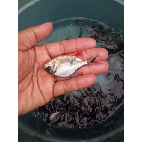 Jual Bibit Ikan Bawal Korek 6 7cm Indonesia Shopee Indonesia