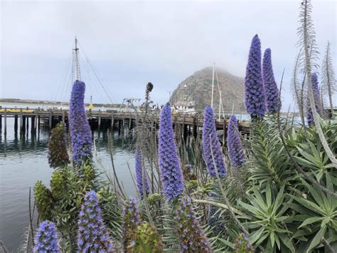 The Top Purple Flowering Bushes to Grow in California Gardens