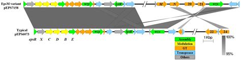 Evolved Distal Tail Protein Of Skunaviruses Facilitates Adsorption To