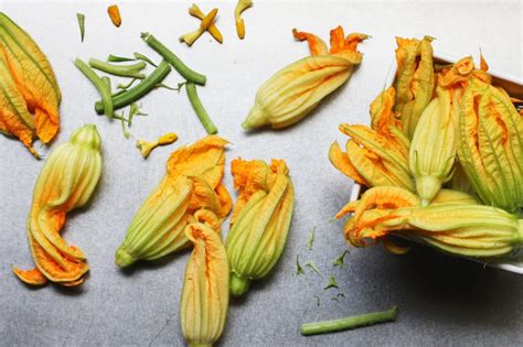 Squash Blossom Alchetron The Free Social Encyclopedia