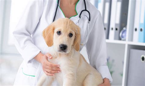 When To Take A Dog To The Emergency Vet