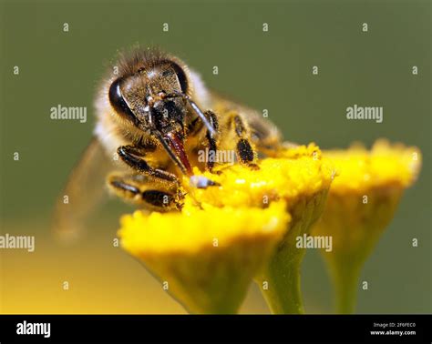 Detalle De Abeja O Abeja Mel Fera En Apis Mellifera Latina Abeja