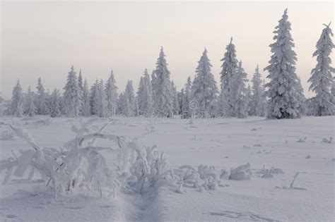 Winter Day Naked Trees And Pines Covered With White Snow On There Branches Walking On Nature
