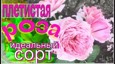 Идеальный сорт плетистой розы.Рекомендую!!! - YouTube