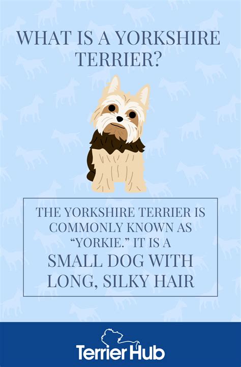 What Is a Yorkshire Terrier? | Terrier Hub