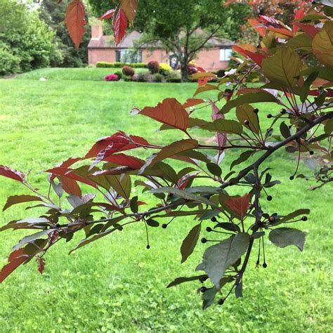 Profusion Flowering Crabapple - Mt. Lebanon, PA