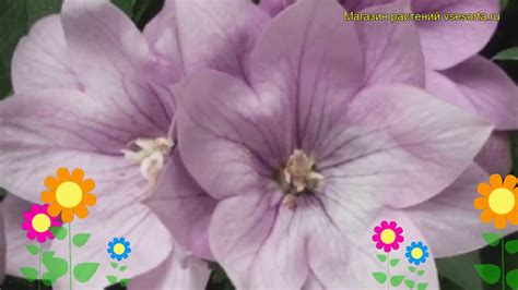 Платикодон крупноцветковый Астра лавандовая. Краткий обзор - YouTube