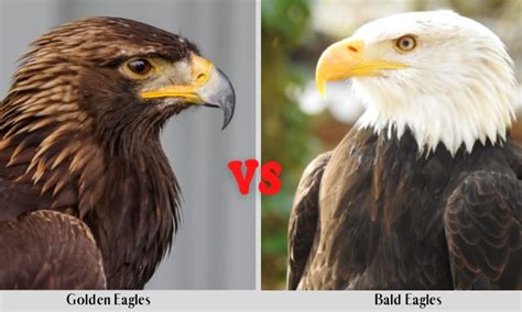 Golden Eagles Vs Bald Eagles: Differences & Comparison