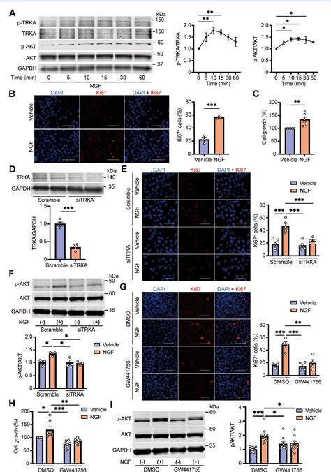 Figure From Heart Failure Post Myocardial Infarction Promotes Mammary