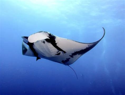 13 Manta Ray Facts About The Largest Elasmobranchs