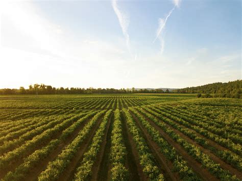 La Tassa Sulle Emissioni In Agricoltura E Allevamento Green It