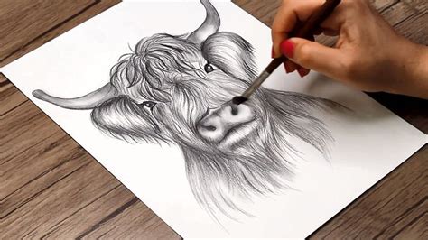 How To Draw A Highland Cow Step By Step Cow Drawing Highland Cow Painting Highland Cow Art