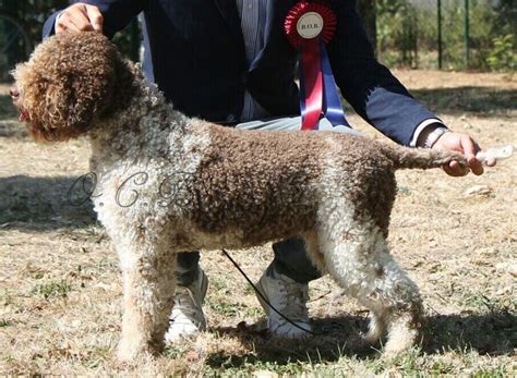 The Lagotto Romagnolo History And Current Situation Jackals Old