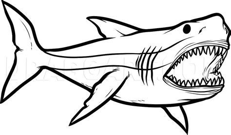 How To Draw Megalodon Megalodon Shark Step By Step Drawing Guide By