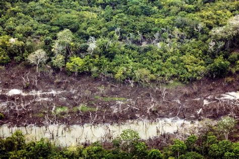 Pará reduz desmatamento em 2022 mas ainda lidera ranking na Amazônia