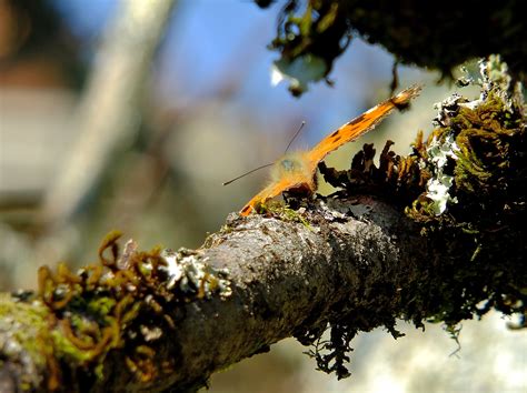 Free Images Tree Nature Forest Branch Sunlight Leaf Flower Wildlife Green Insect