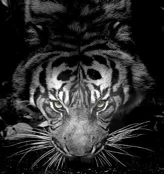 Shadow Tiger by ArcanineRulz on DeviantArt